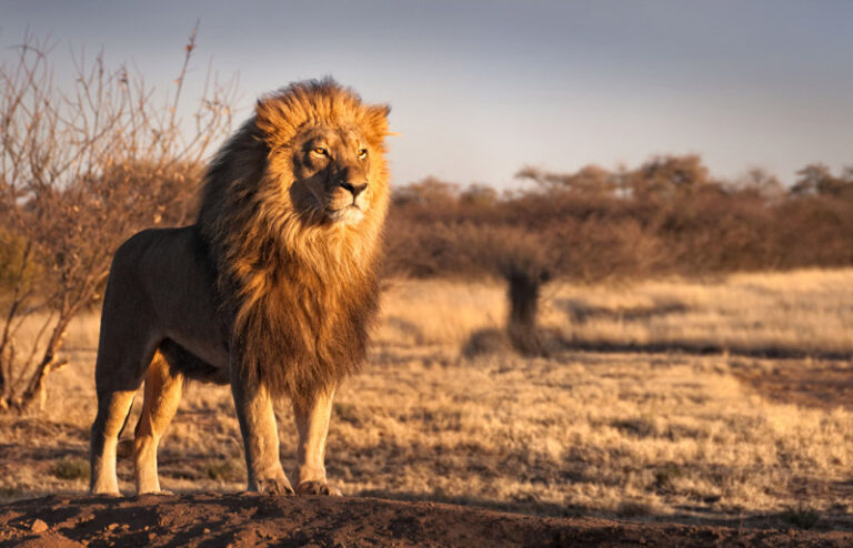 SOUTH AFRICA