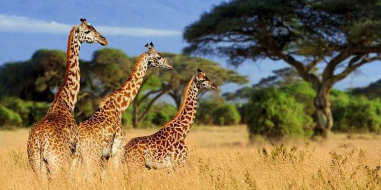 AFRICA & MIDDLE EAST