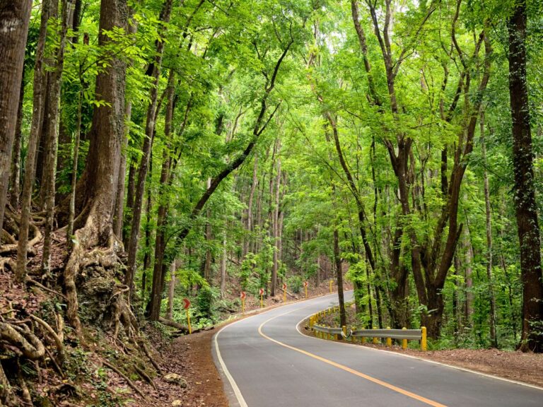 man-made-forest-bohol-philippines-bridges-and-beyond-travel
