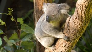 Australia I Zoo , Bridges and Beyond Travel