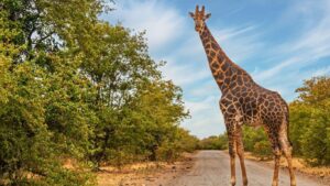 Africa I Bridges and Beyond Travel 4