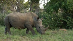 Africa I Bridges and Beyond Travel 5