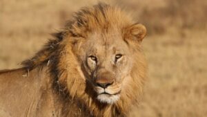 Africa I Bridges and Beyond Travel 6