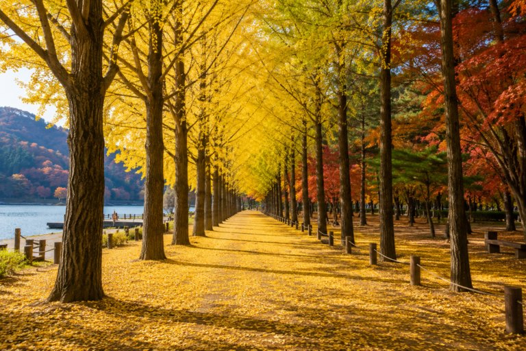 Nami Island Korea I Bridges-and-beyond-travel