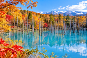 Blue Pond, Biei, Hokkaido, Japan