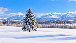 Christmas Tree, Biei, Hokkaido, Japan